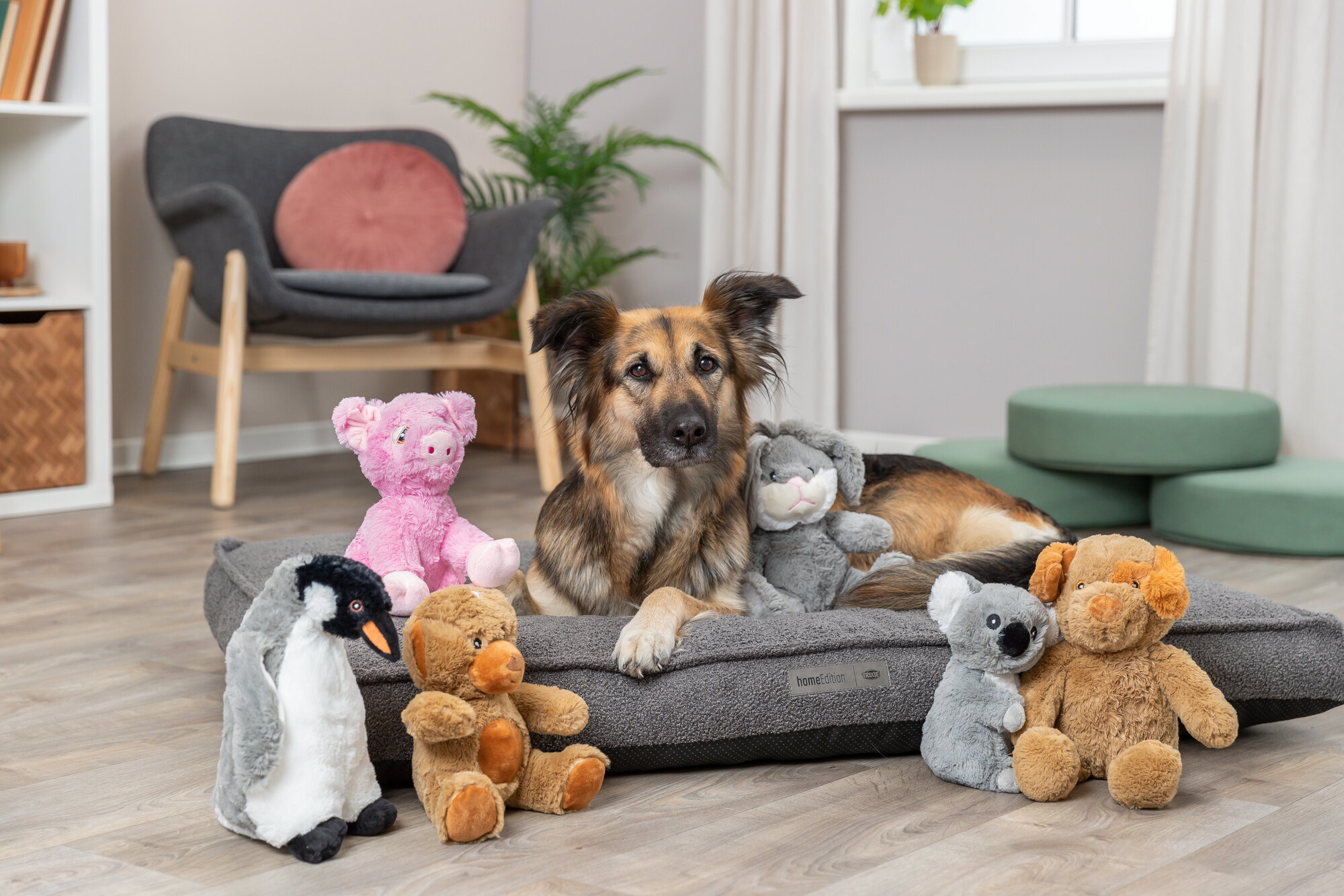 Kan een hond zich vervelen? Kan een hond zich vervelen?