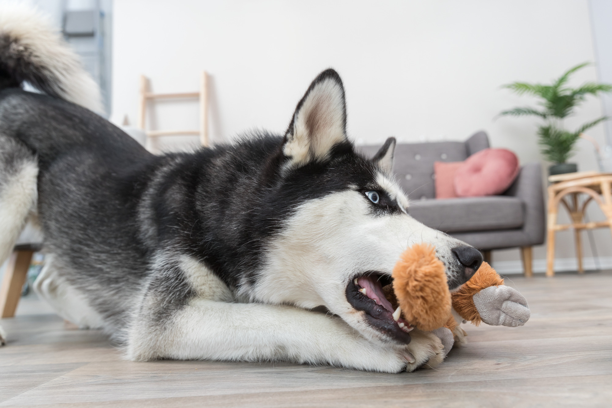 Waarom maakt hond speelgoed kapot?