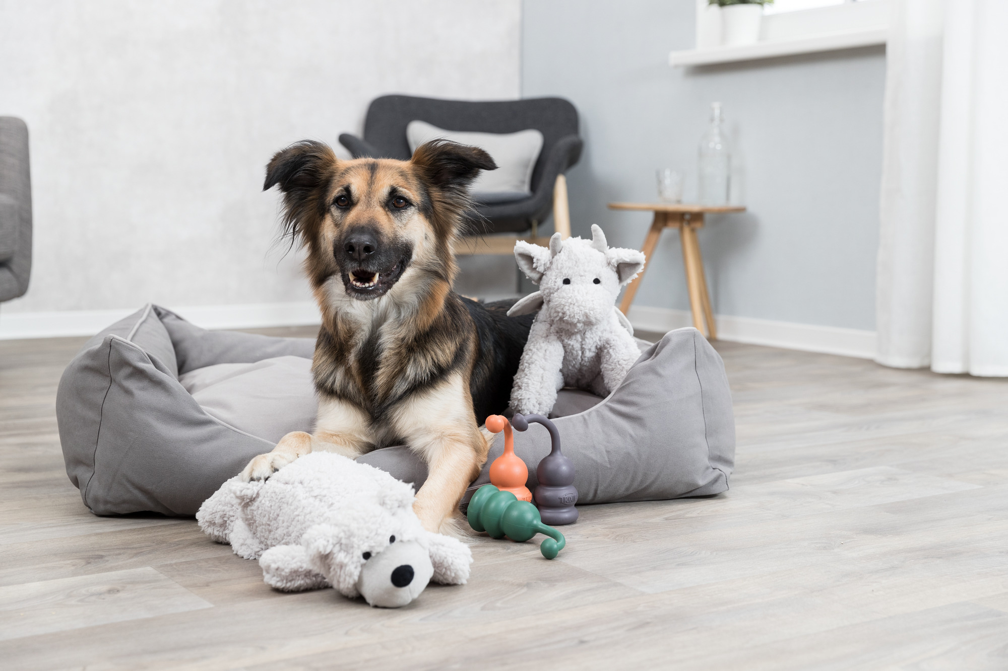 Waarom rijd een hond op een knuffel?