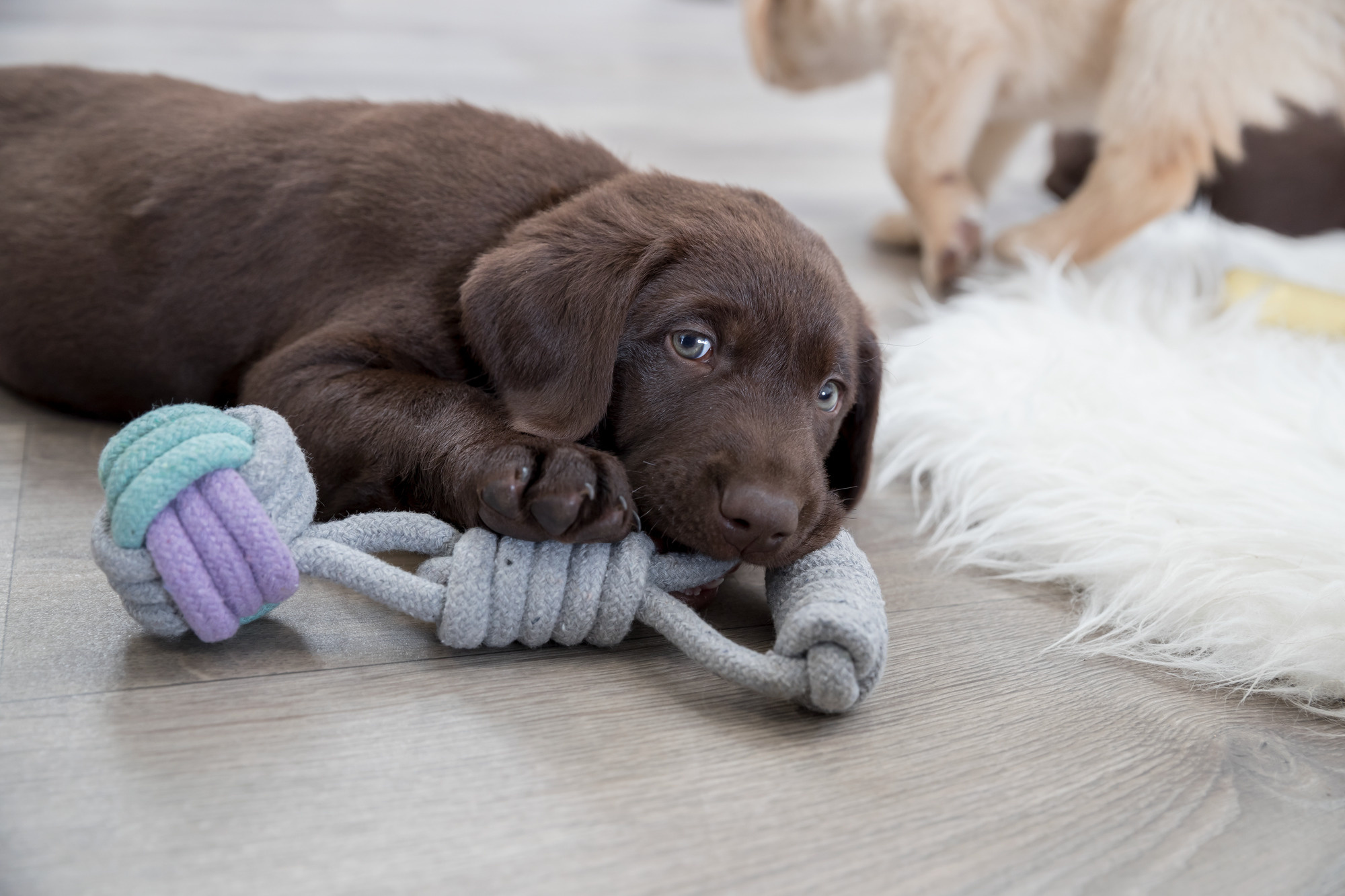 Hoe daag je een hond mentaal uit?