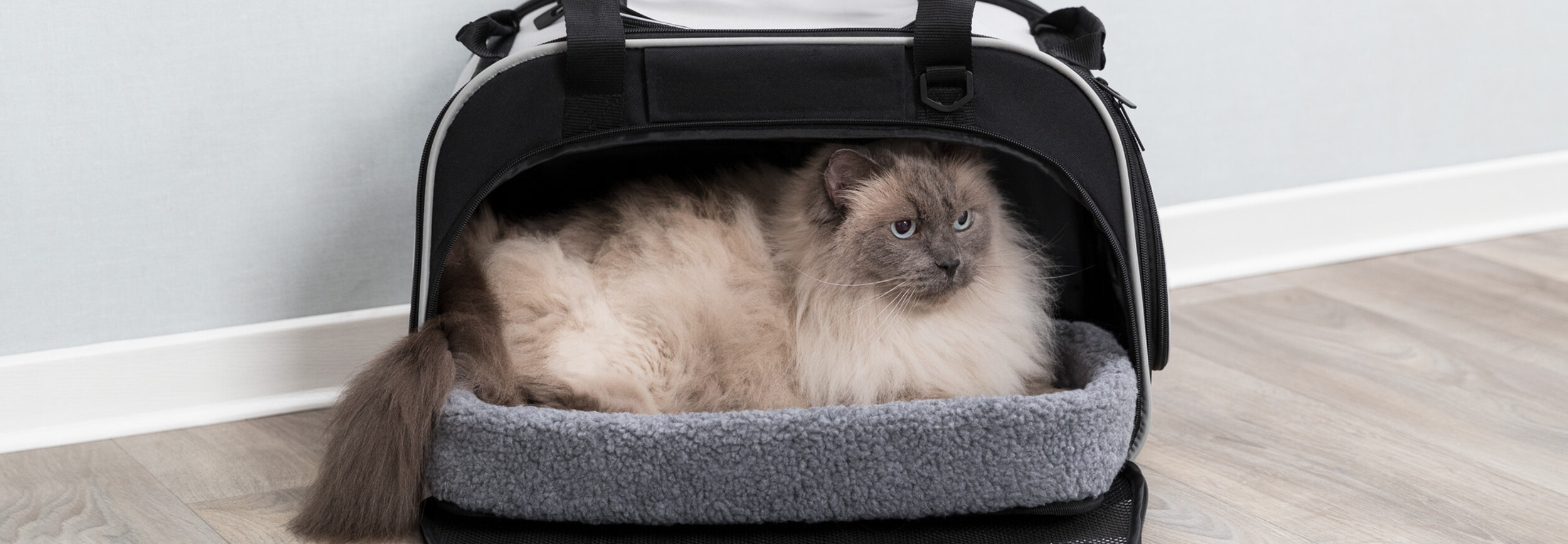 Hoe kun je het beste een kat vervoeren? - Pets Gifts