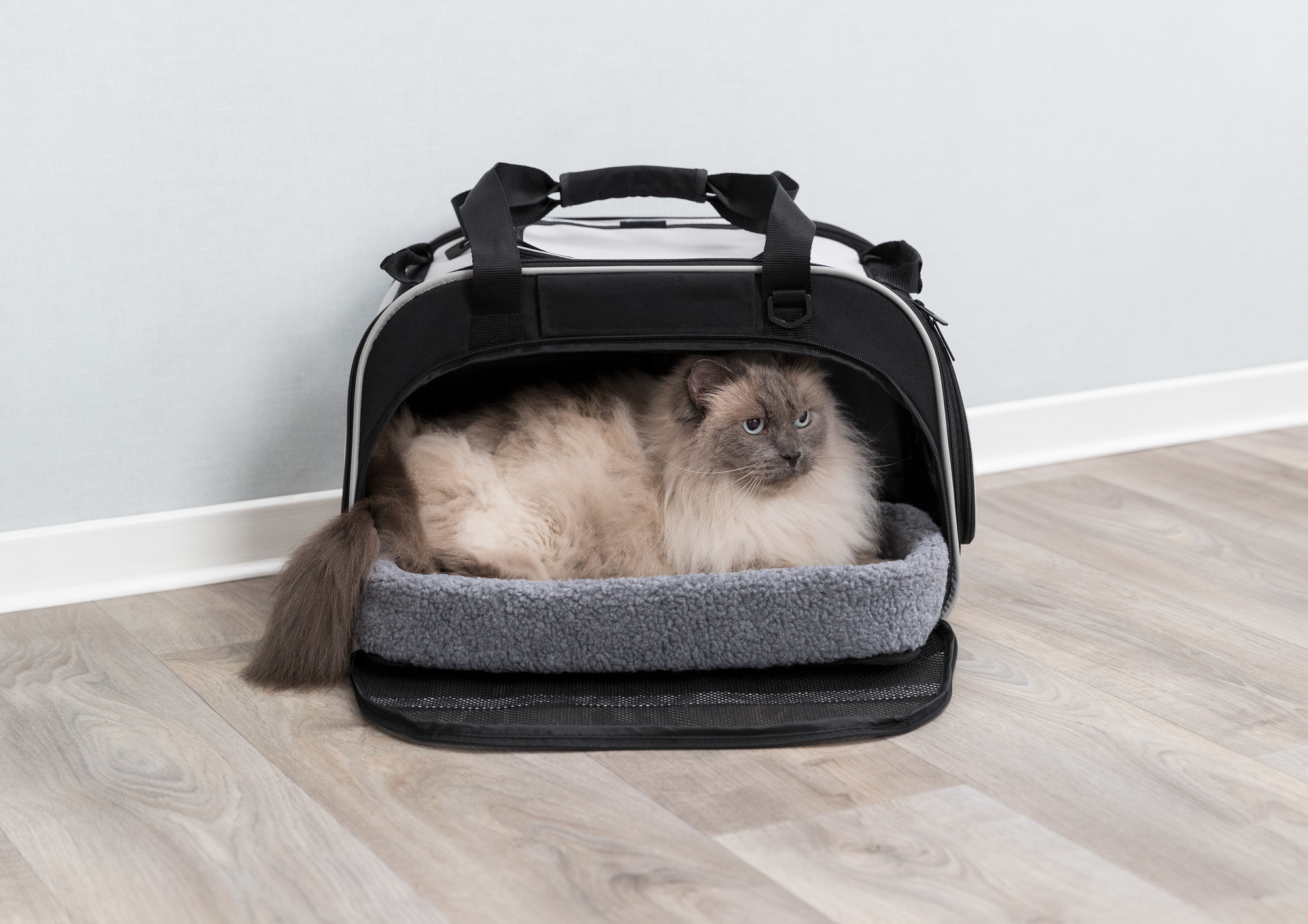 Hoe kun je het beste een kat vervoeren?