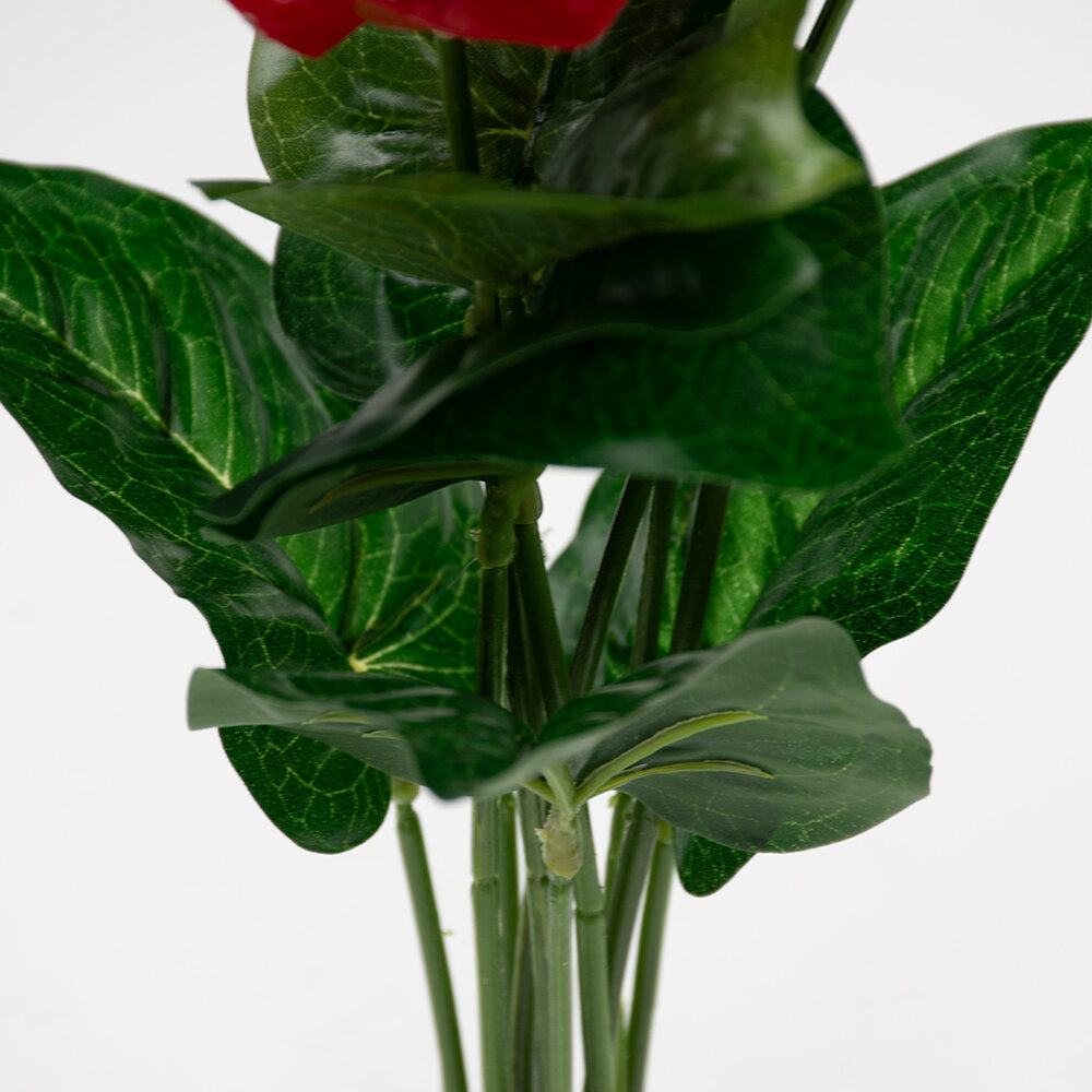 Terra Della Terrarium Plant Anthurium groen