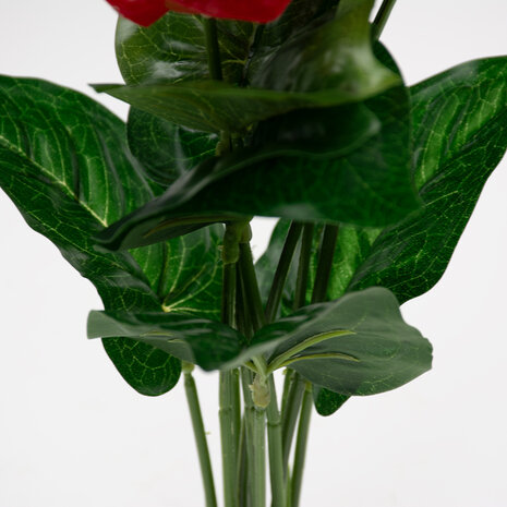 Terra Della Terrarium Plant Anthurium groen