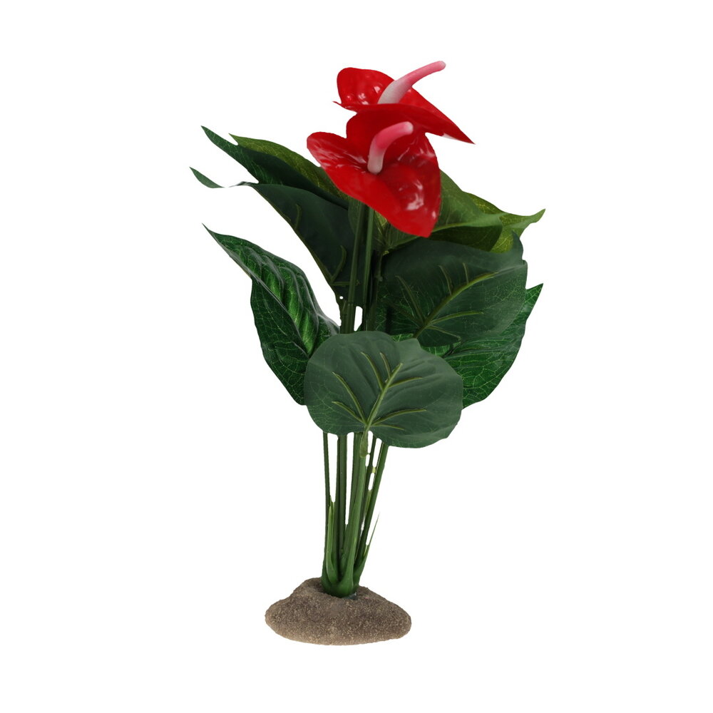 Terra Della Terrarium Plant Anthurium groen