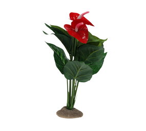 Terra Della Terrarium Plant Anthurium groen