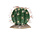 Terrarium Echinocactus groen