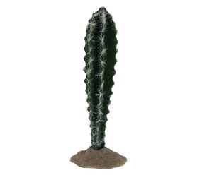 Terra Della Terrarium Cactus Cilinder 1