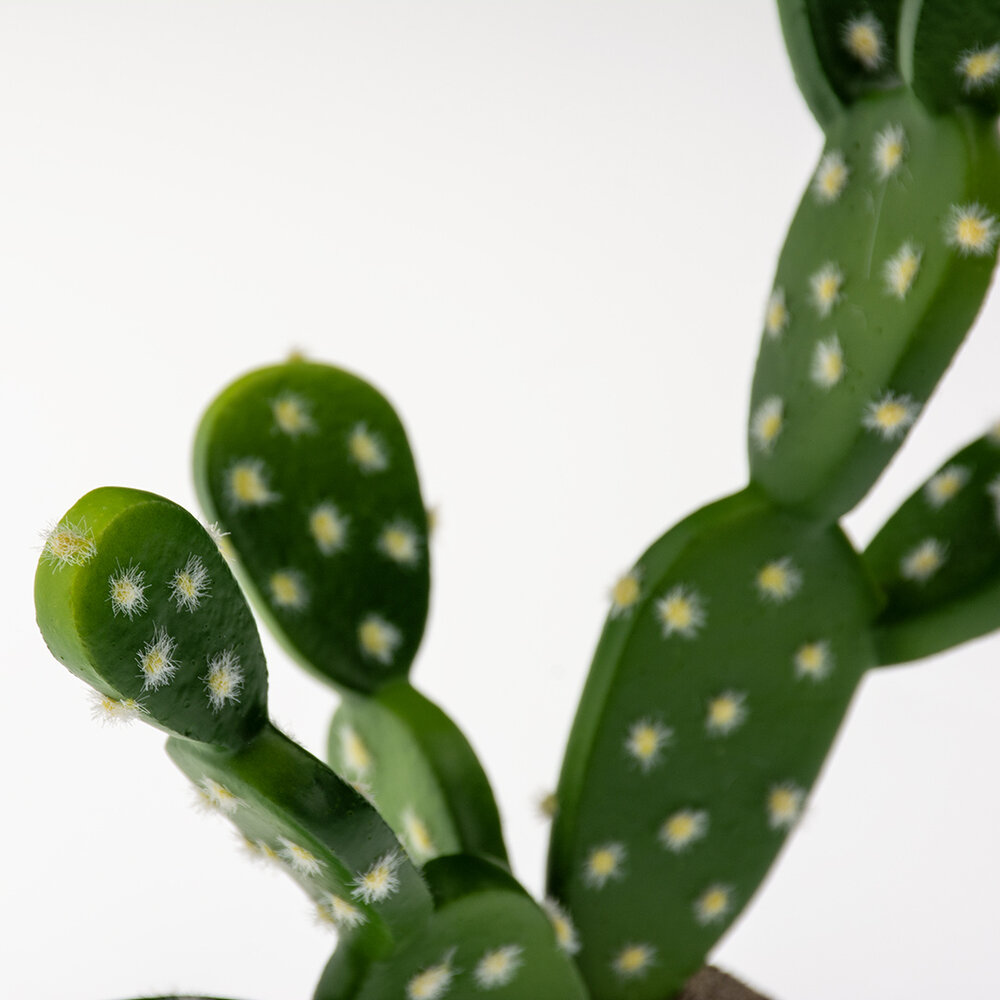 Terra Della Terrarium VijgenCactus