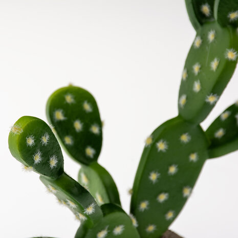 Terra Della Terrarium VijgenCactus