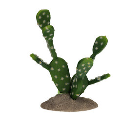 Terra Della Terrarium VijgenCactus