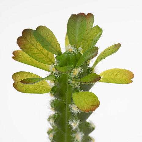 Terra Della Terrarium Cactus Cilinder 3