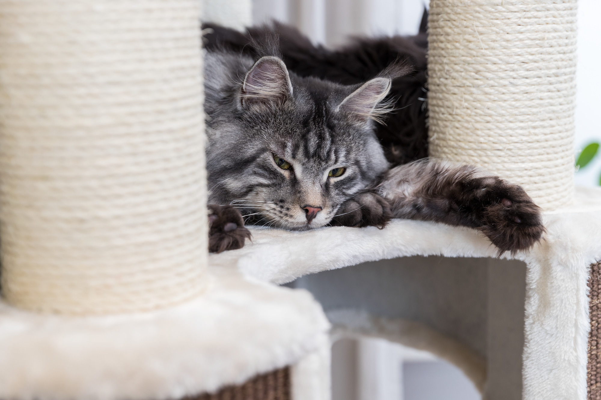 Krabpalen voor Grote Katten: Waar Moet Je Op Letten?