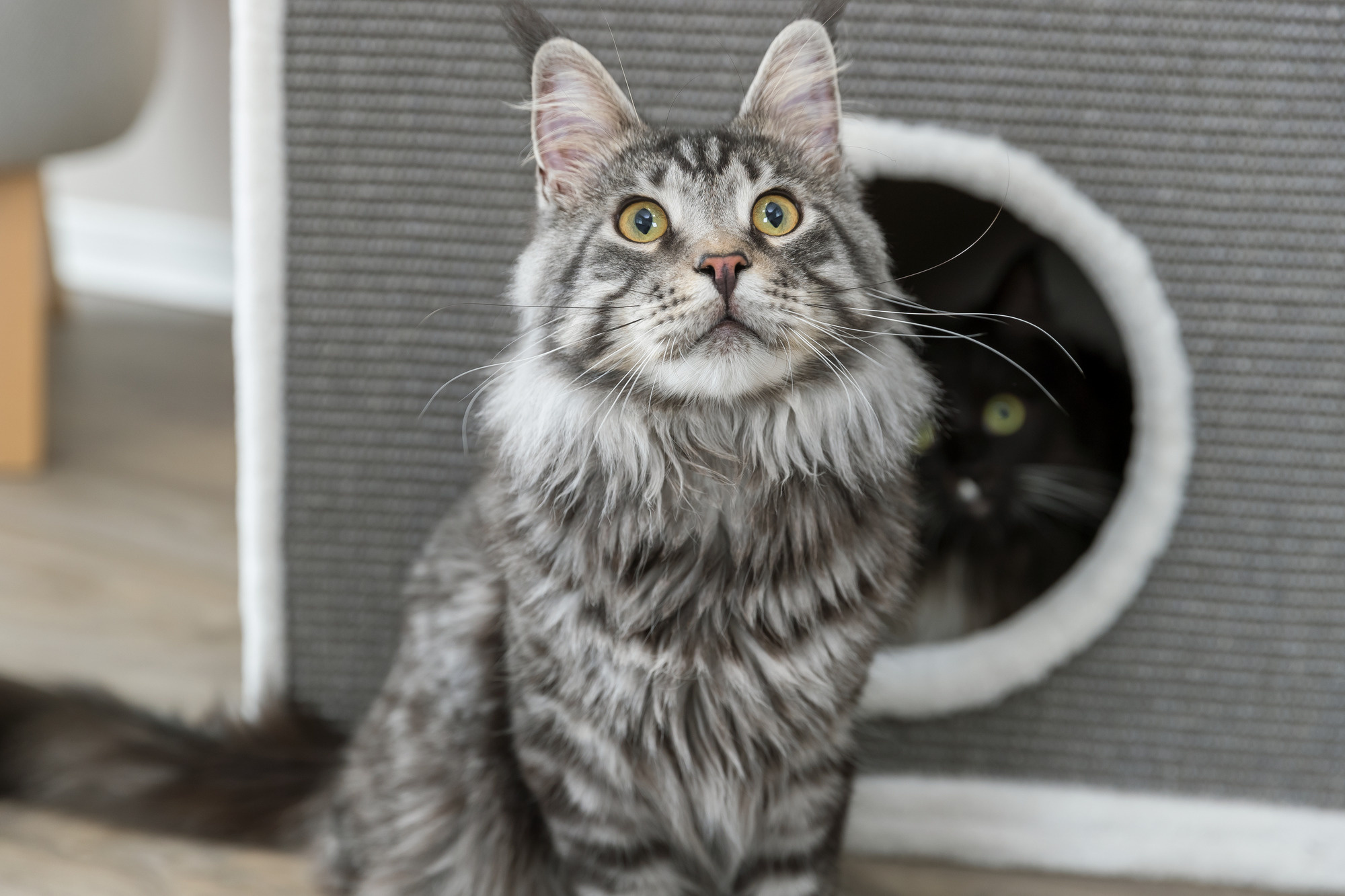 Krabpaal: De Ideale Speelplek voor Je Kat