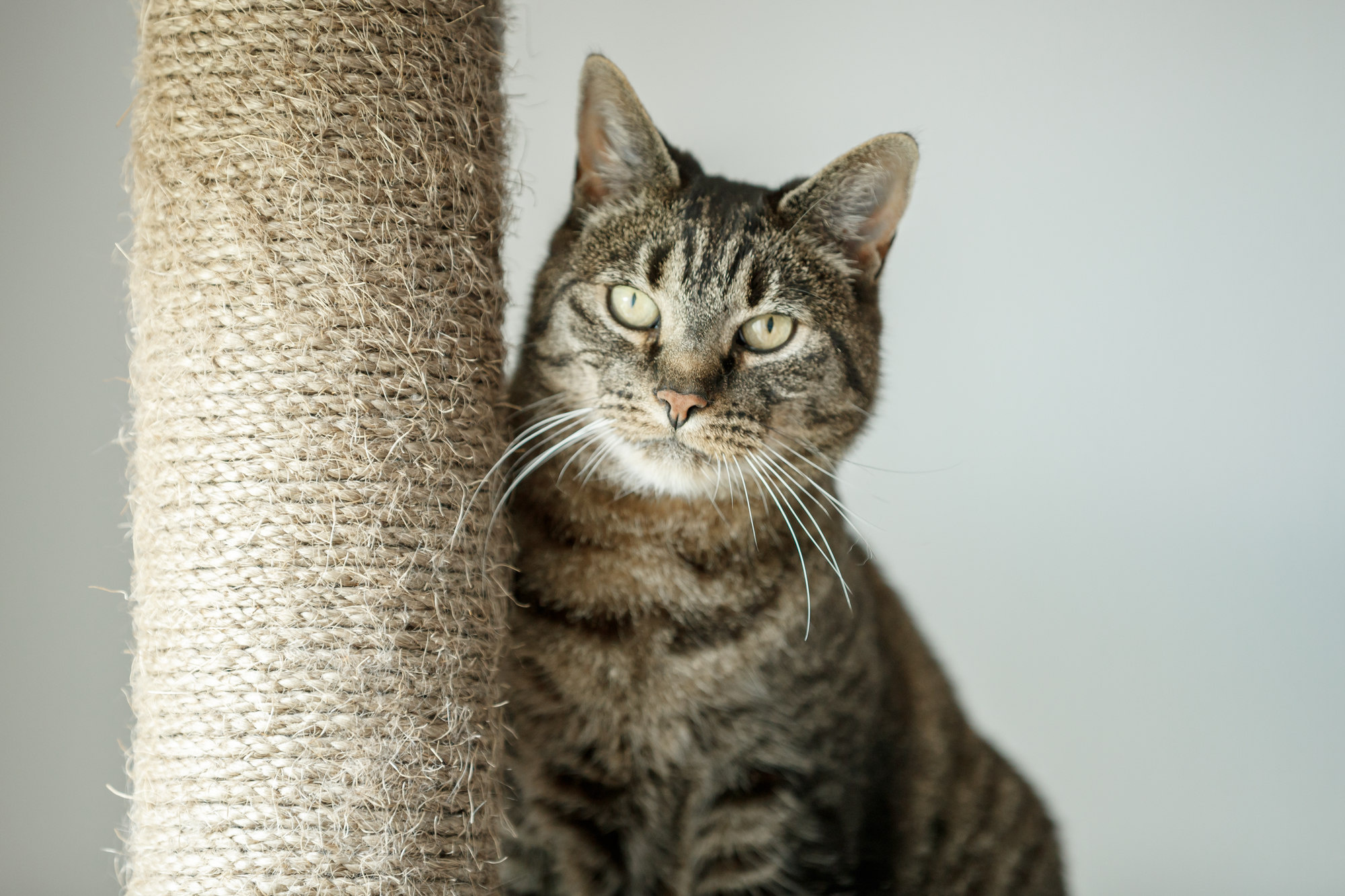 Krabpaal Trends: Wat is Nieuw en Opwindend?