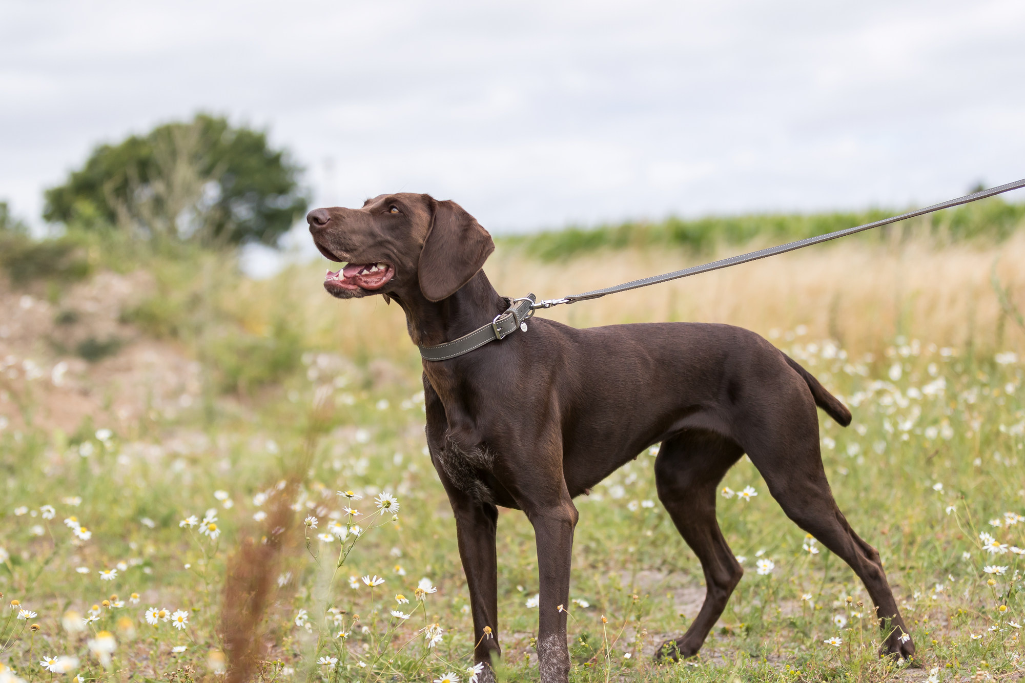De Voordelen van een Rollijn voor Je Hond: Meer Vrijheid, Minder Zorgen