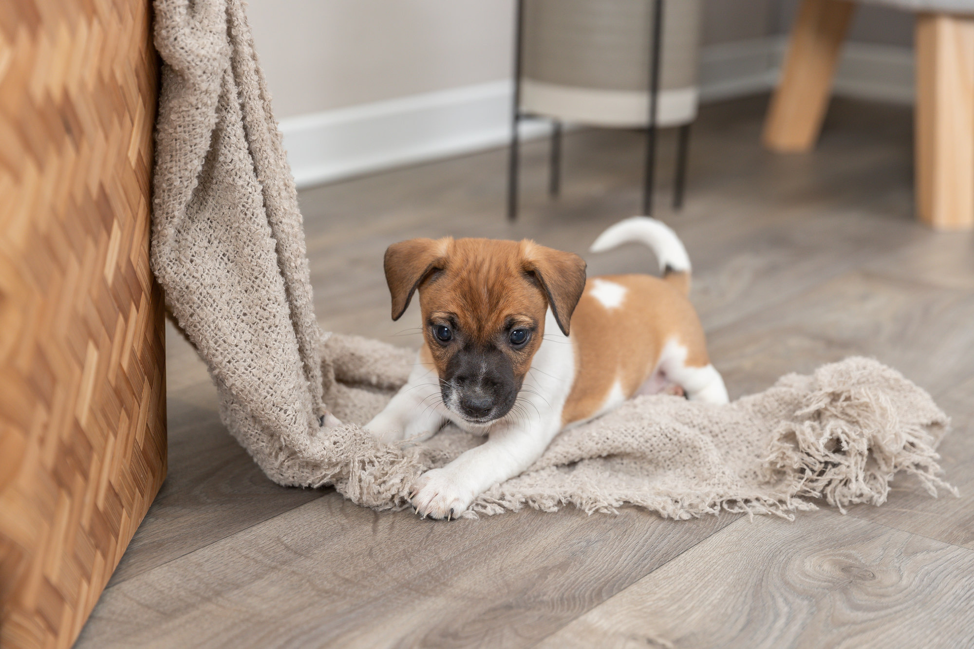 De Gids voor de Beste Hondenborstels: Voor een Gezonde en Glanzende Vacht
