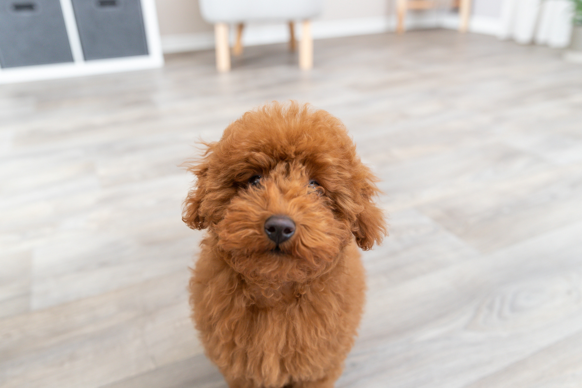De Magie van Verzorging: De Perfecte Hondenborstel voor Langharige Rassen