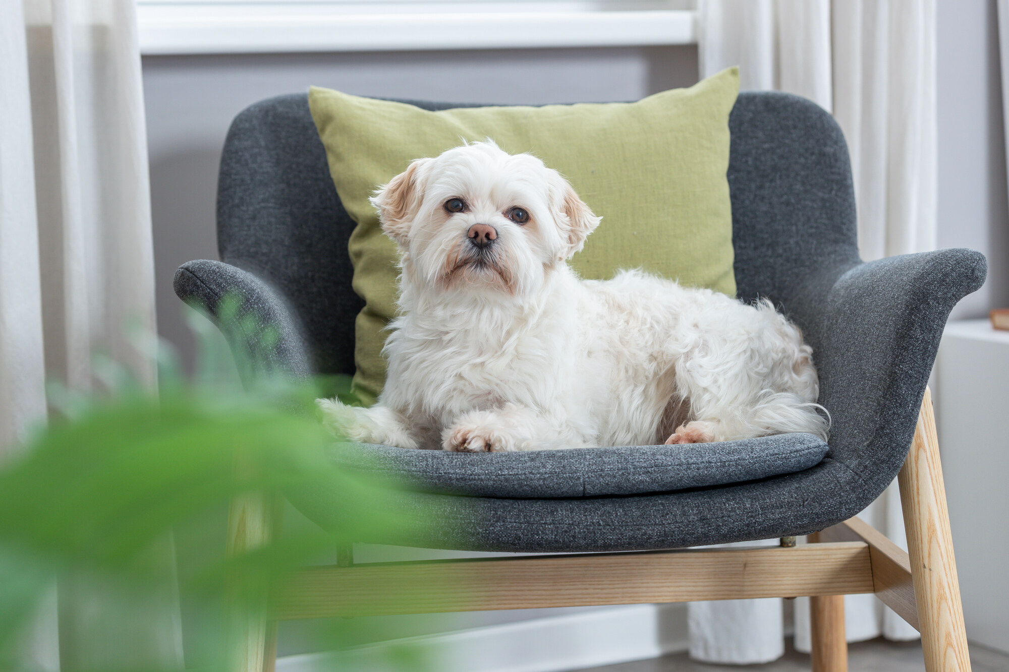 Liefdevolle Verzorging: Zachte Hondenborstels voor Gevoelige Huid Liefdevolle Verzorging: Zachte Hondenborstels voor Gevoelige Huid