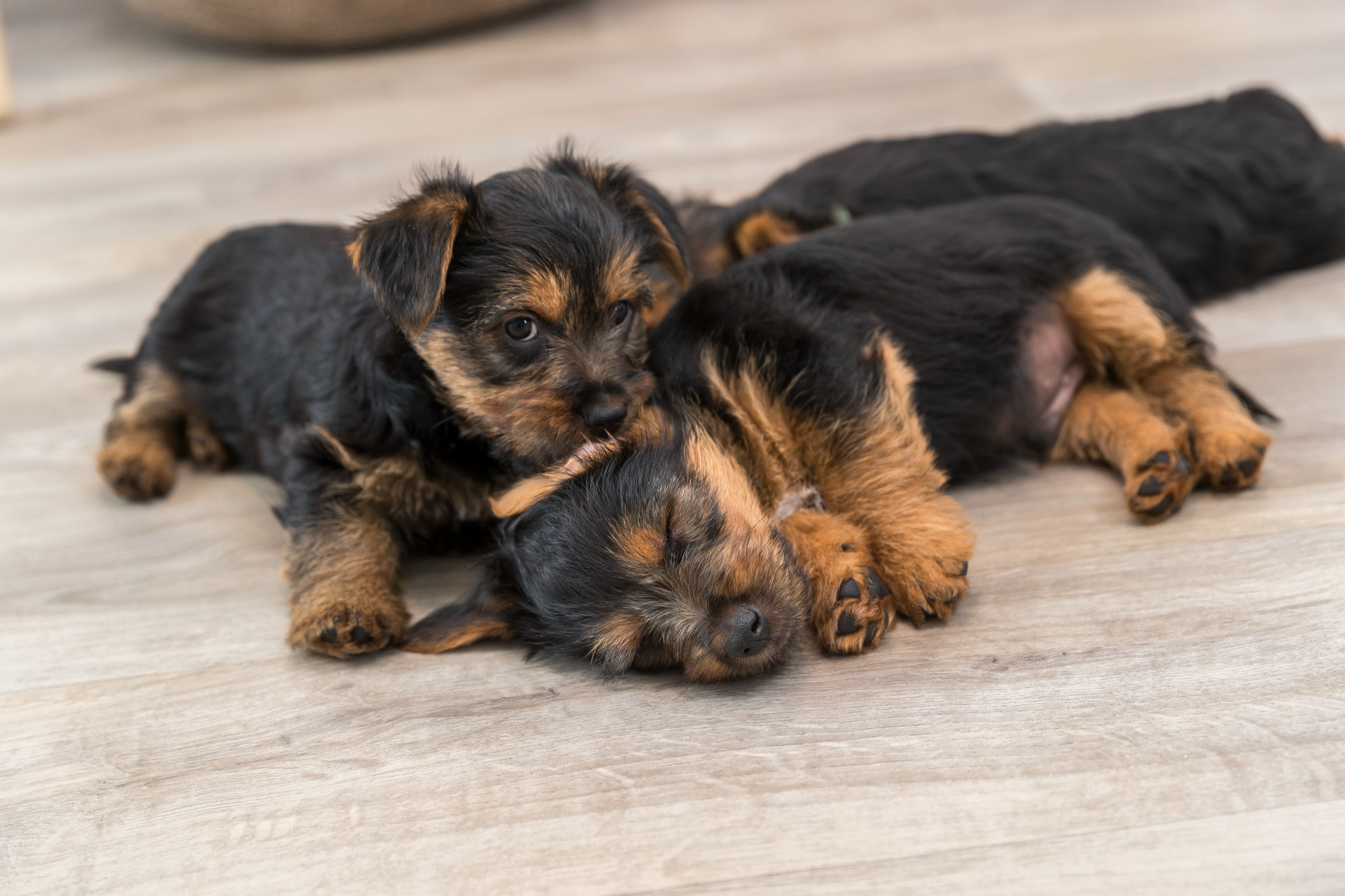 De Kunst van Borstelen: Hoe Vaak Moet Je Je hond borstelen?