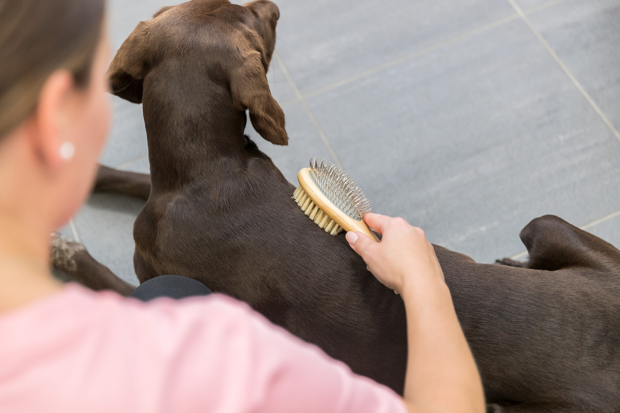 Een Zorgvuldige Oplossing: Hondenborstels voor Klitten en Hun Magie