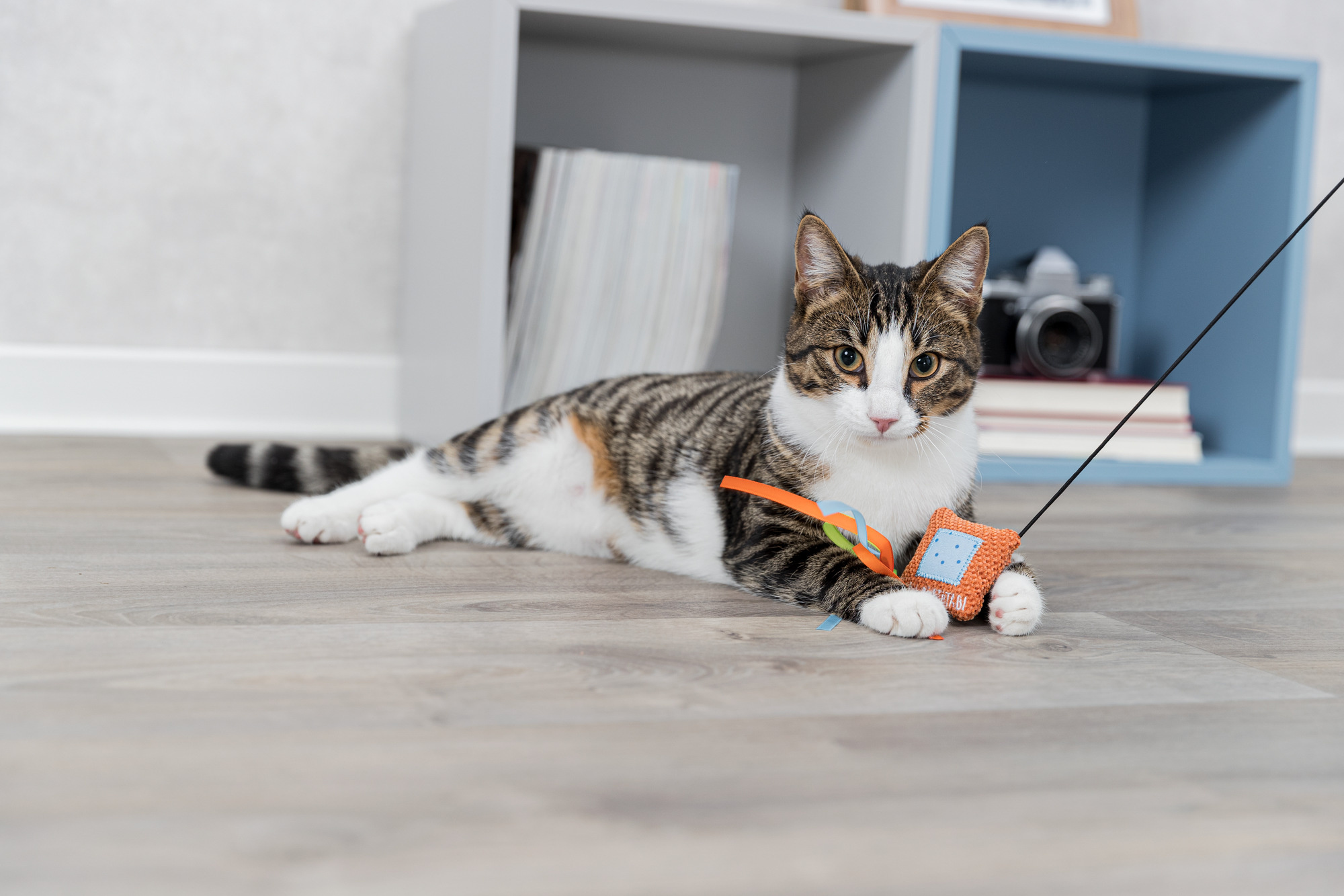 Creatief en Budgetvriendelijk: Zelf Kattenspeeltjes Maken