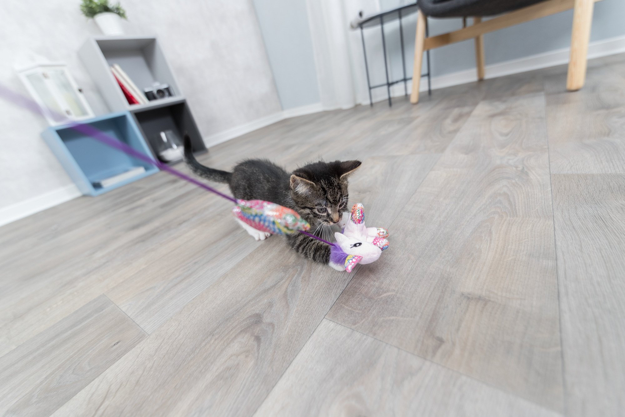 Hoe hou ik mijn kat bezig?