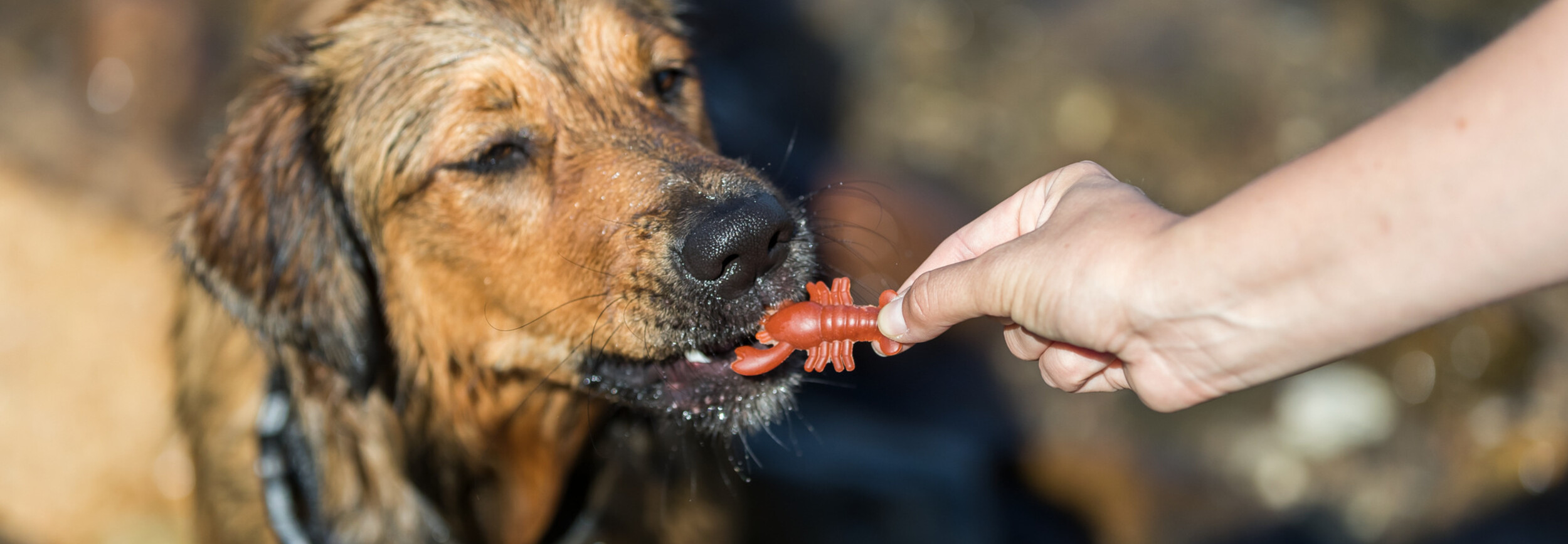 Hoeveel snacks per dag voor een hond? Pets Gifts