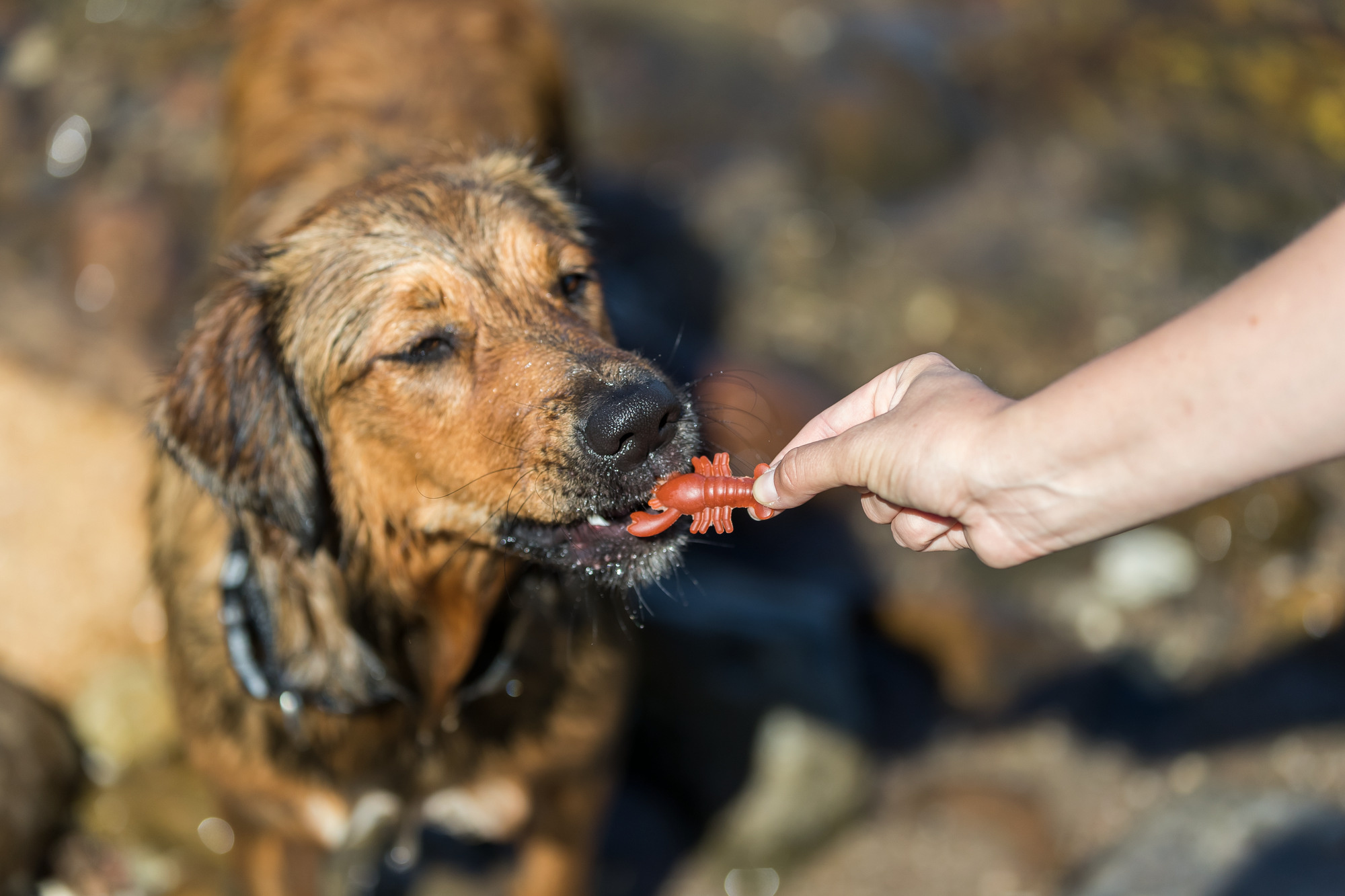 Hoeveel snacks per dag voor een hond?