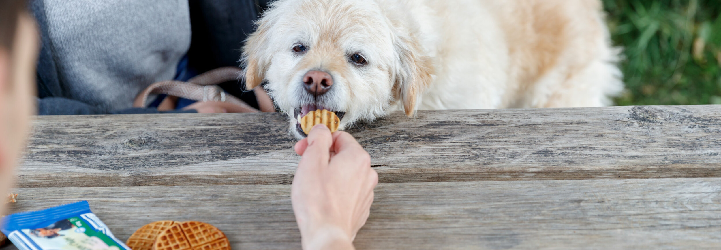 Hoe Vaak Mag Je Een Hond Wassen