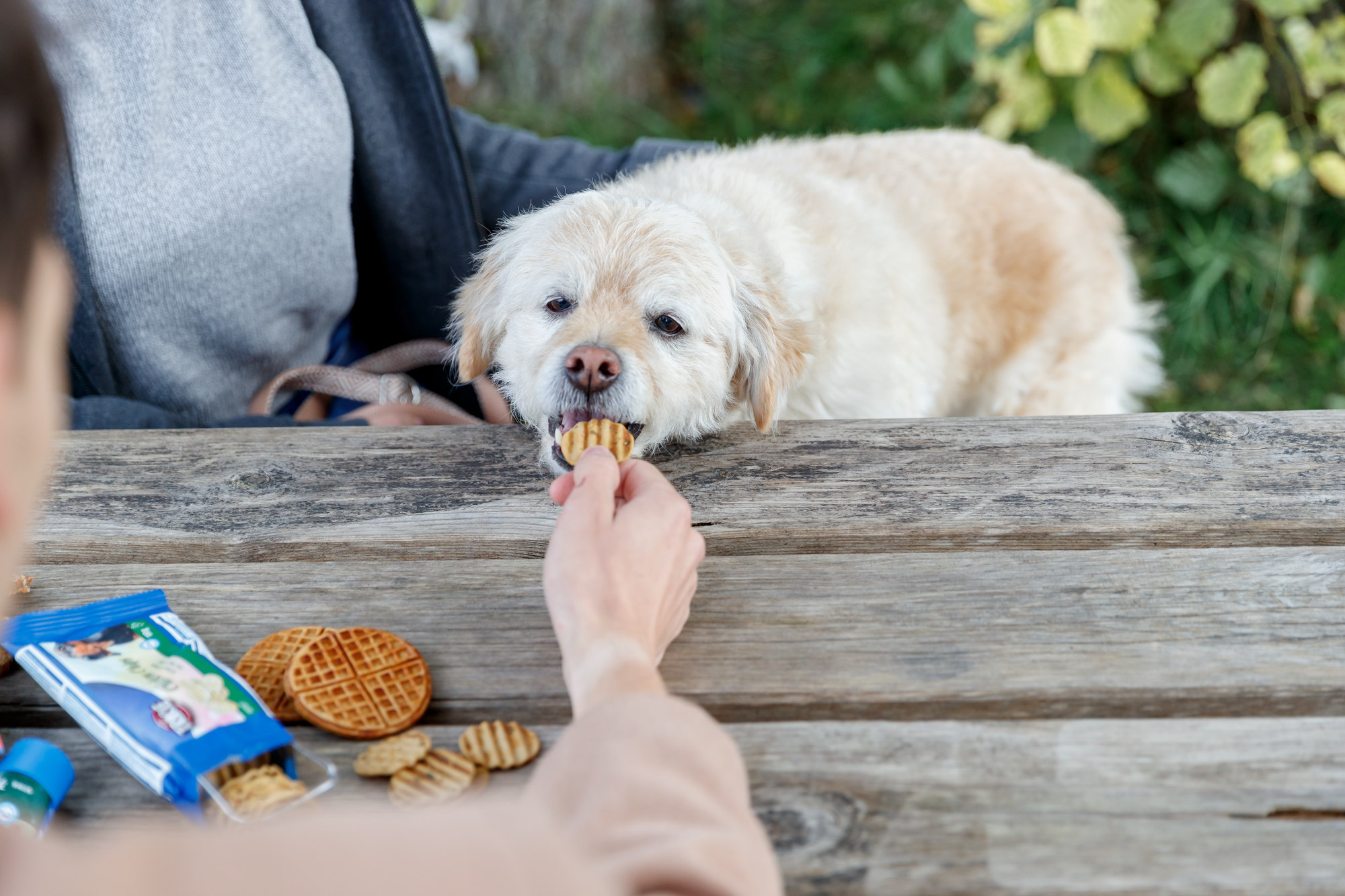 Hoe vaak mag een hond een tussendoortje?