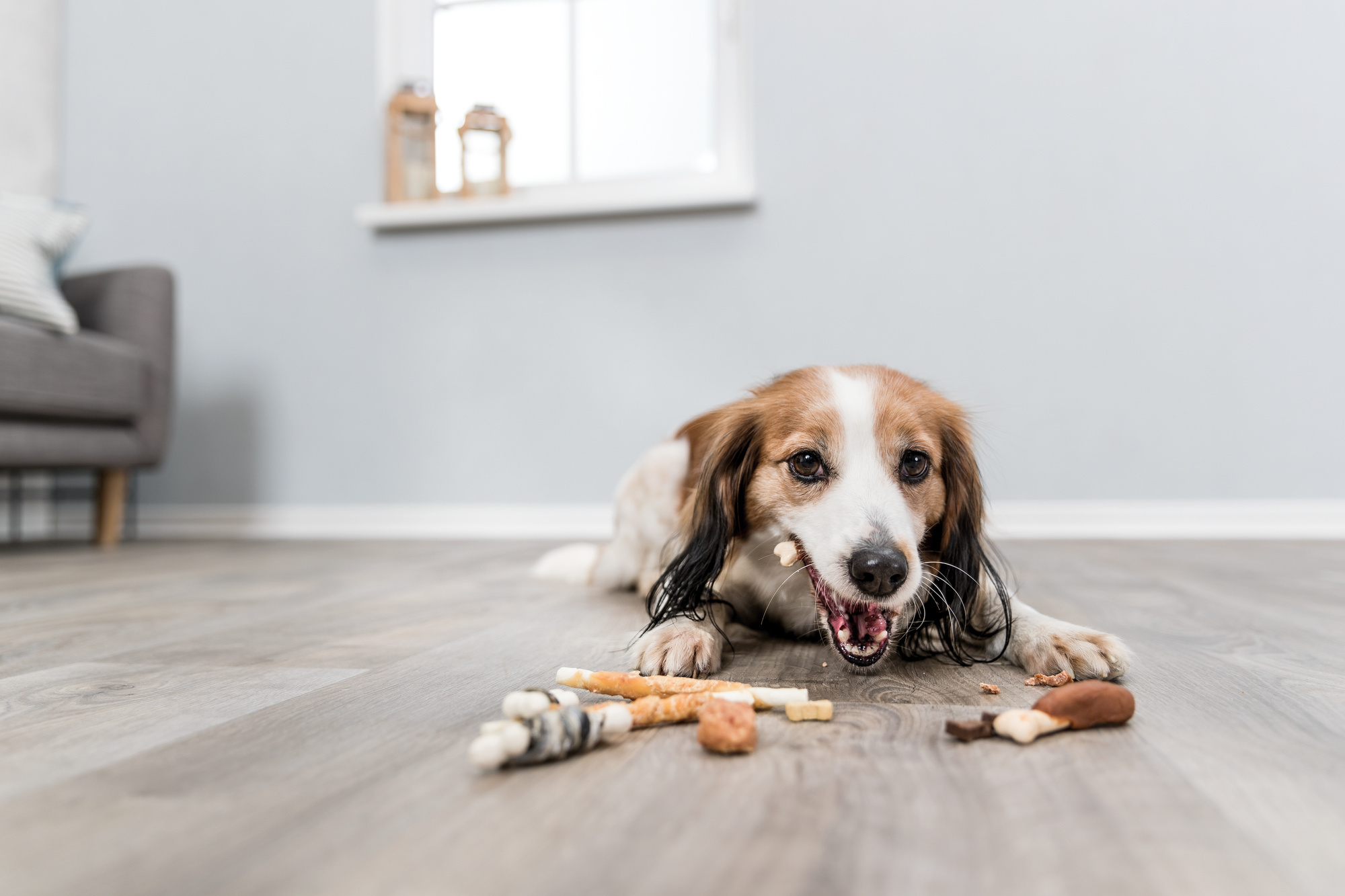 Hoe vaak mag je een hond een Kauwstaaf?