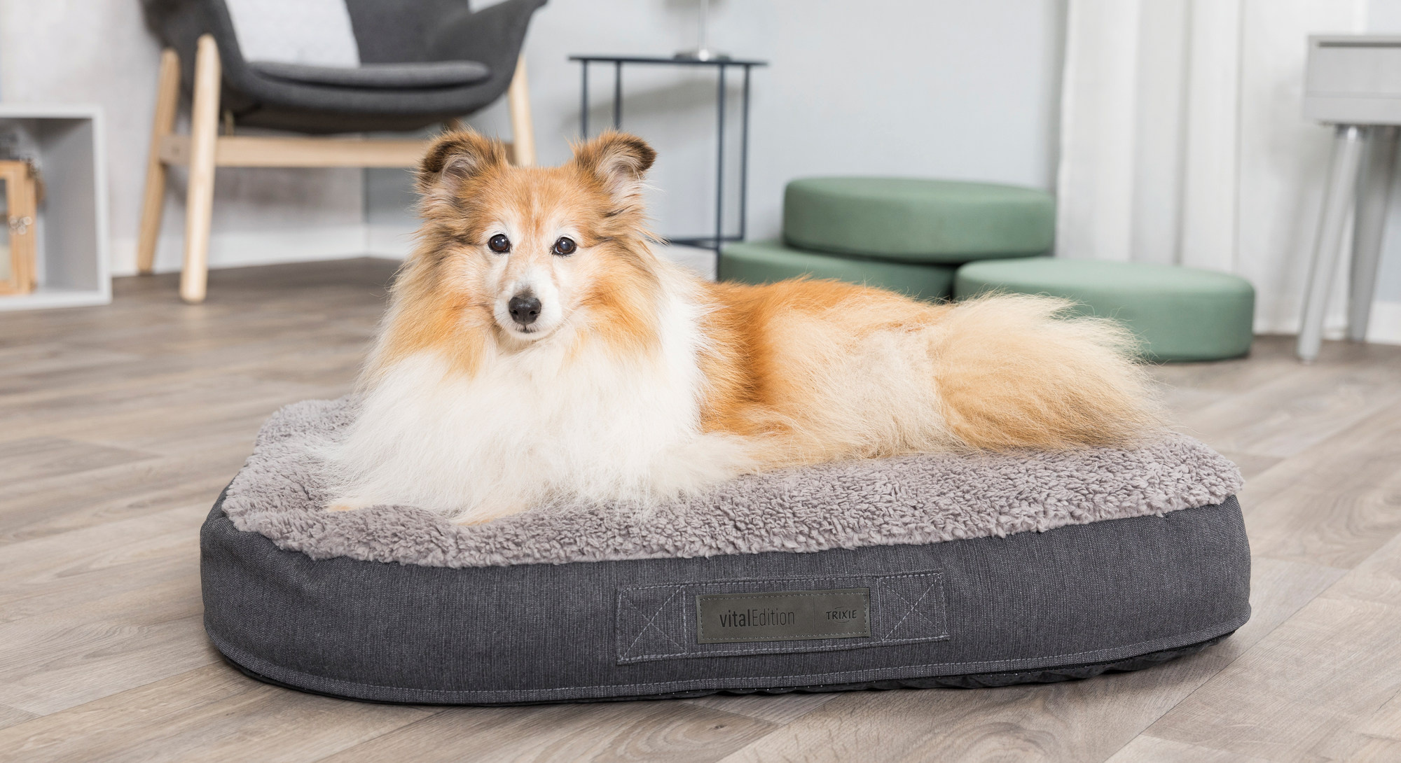 Verschillende Soorten Hondenkussens: Wat Is Het Beste Voor Jouw Hond?