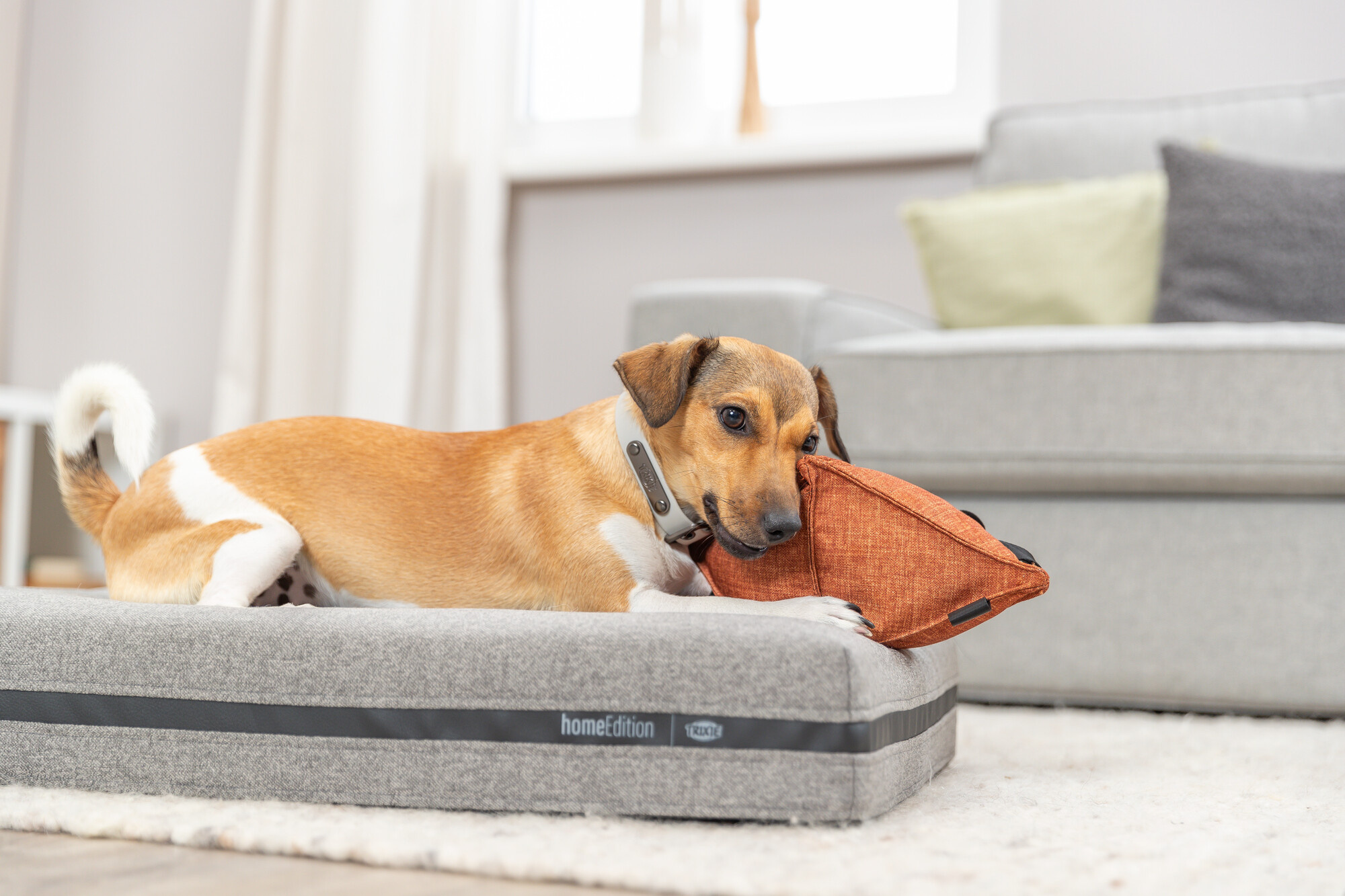 Voordelen van Verhoogde Hondenkussens: Luchtstroom en Comfort