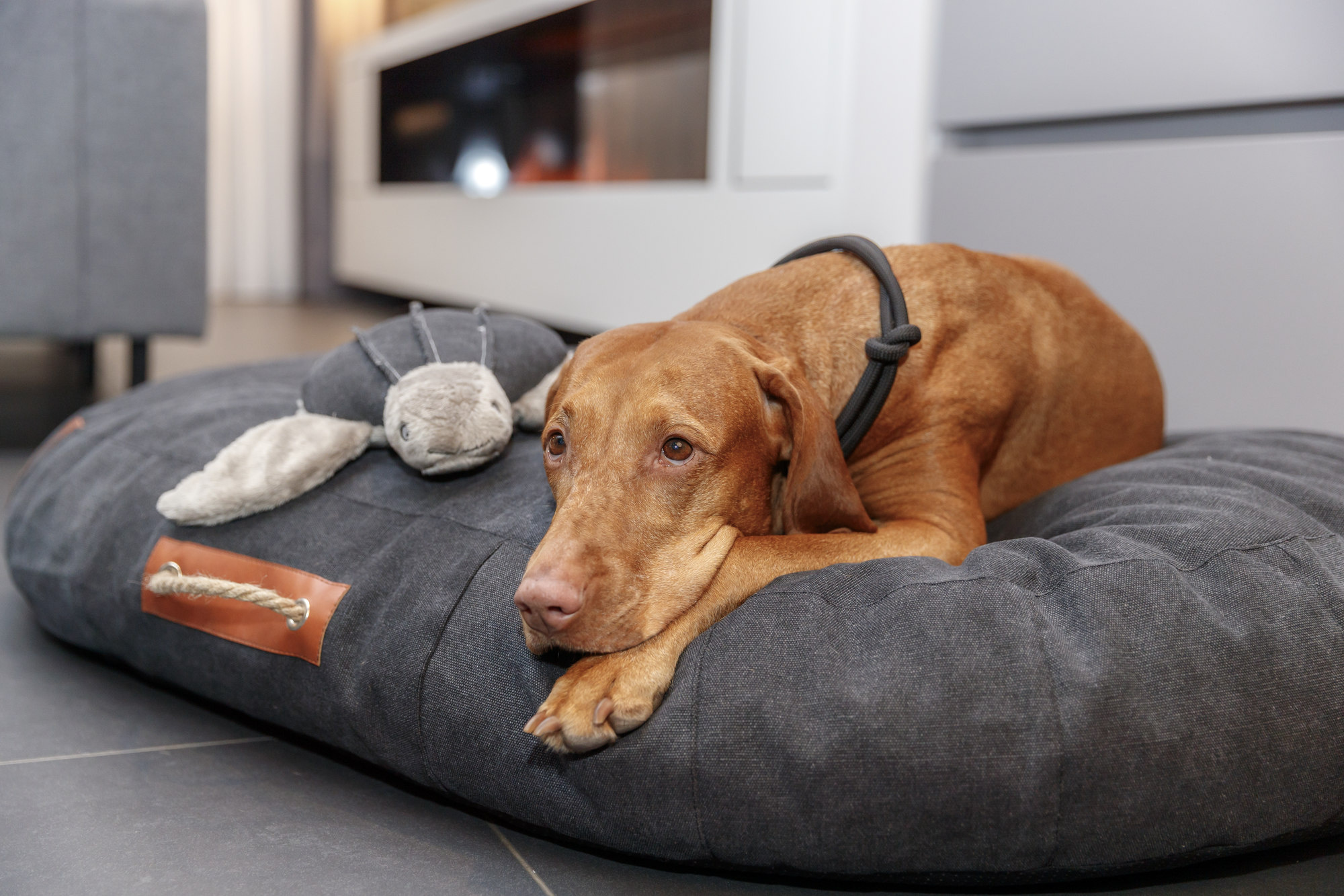 Hondenkussens voor Grote Rassen: Factoren om te Overwegen
