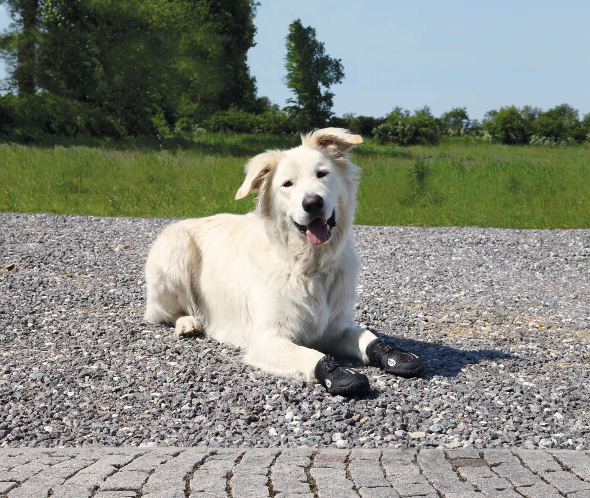 Hoe Kies Je de Juiste Maat Hondenschoenen Voor Je Hond?