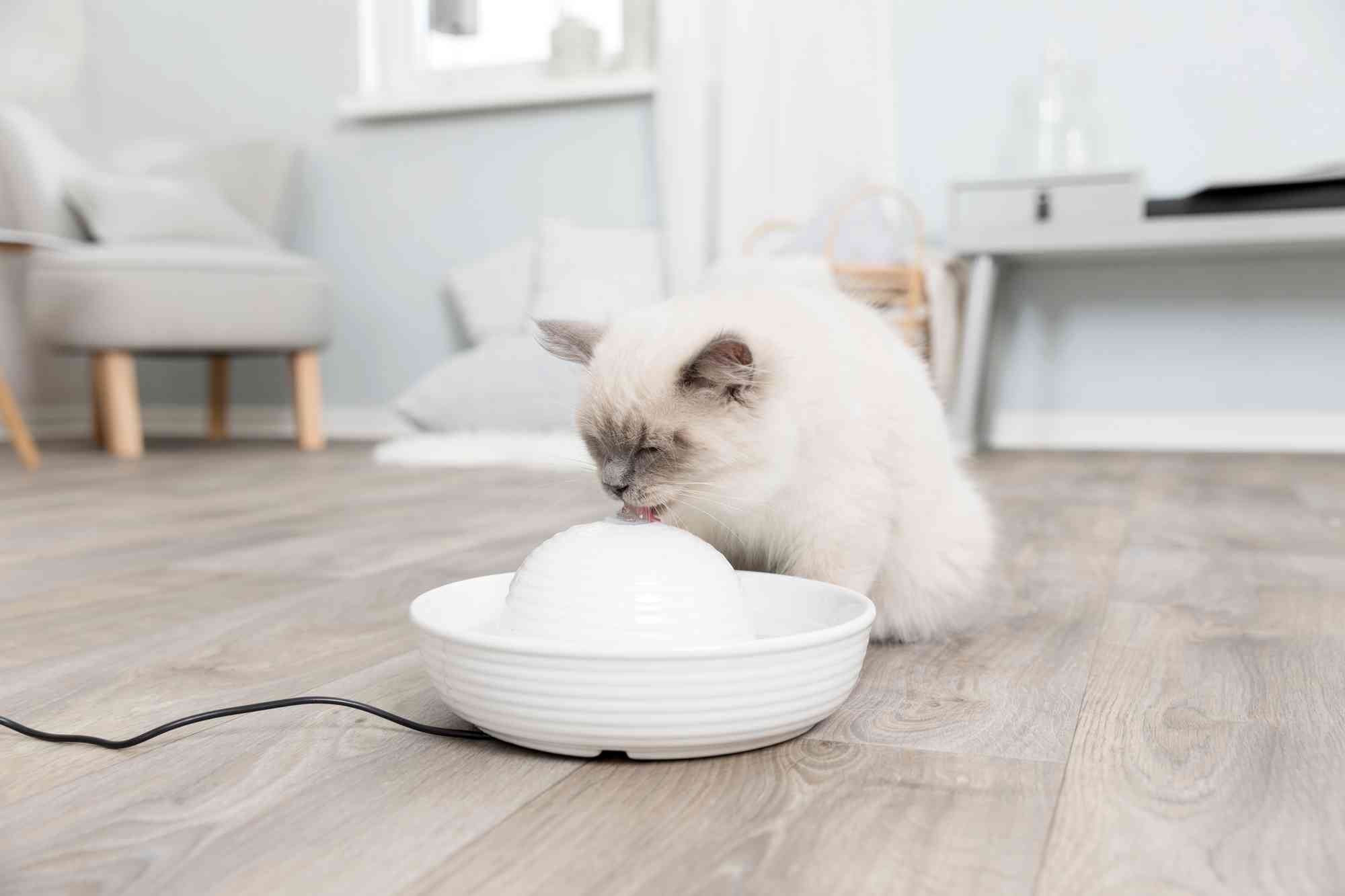 Hoe geef je een kat water? Pets Gifts