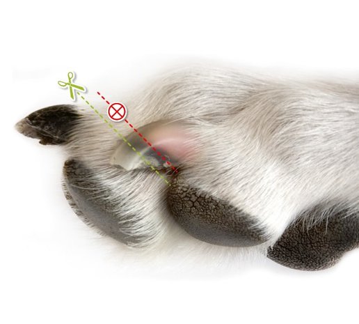 Trixie Honden Nageltang Deluxe Trixie Honden Nageltang Deluxe