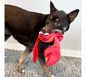 KONG Hondenspeelgoed Shakers Shimmy Crab