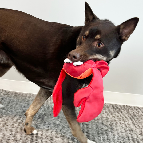 KONG Hondenspeelgoed Shakers Shimmy Crab