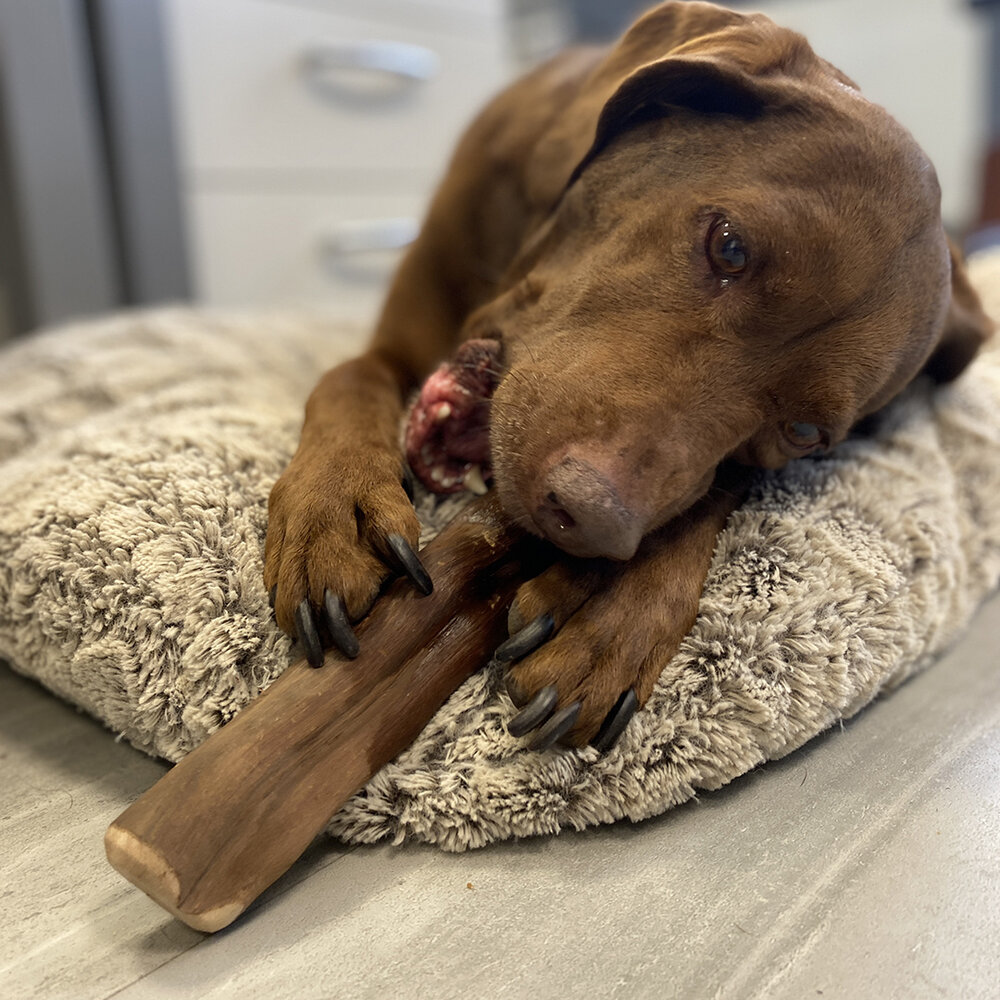 Duvo+ Wijnstok Kauwsnack