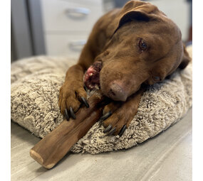 Duvo+ Wijnstok Kauwsnack