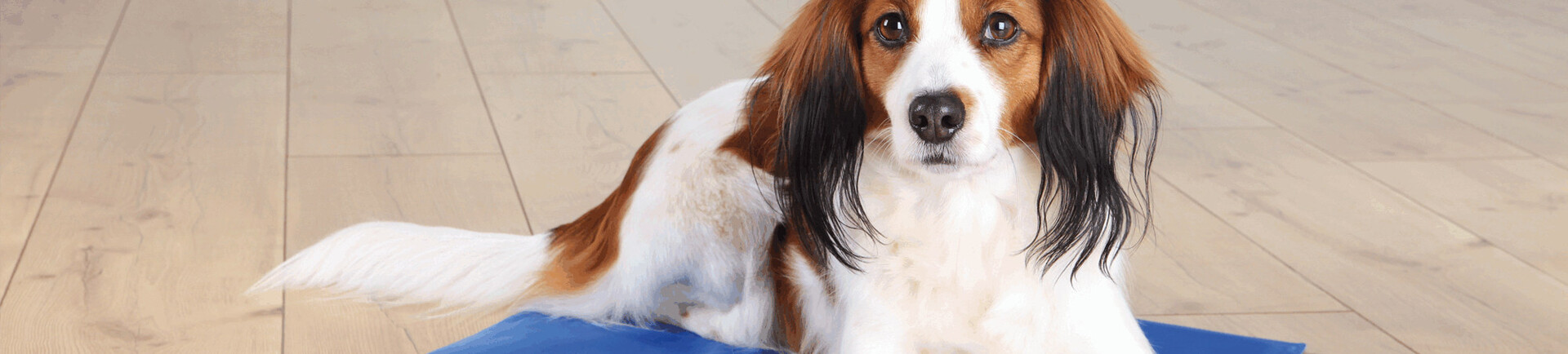 De voordelen van het gebruik van koelmatten voor honden tijdens warm weer
