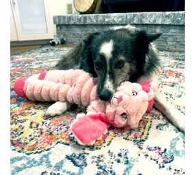 KONG Shakers Crumples Bunny XL