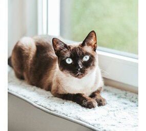 CanadianCat Company Vensterbank Kattenbed licht grijs CanadianCat Company Vensterbank Kattenbed licht grijs