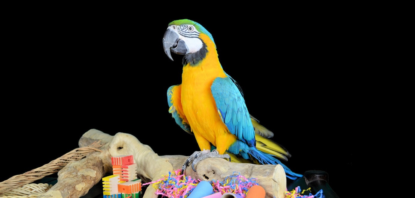 Het Belang van Regelmatig Variëren van Papegaaien Speelgoed