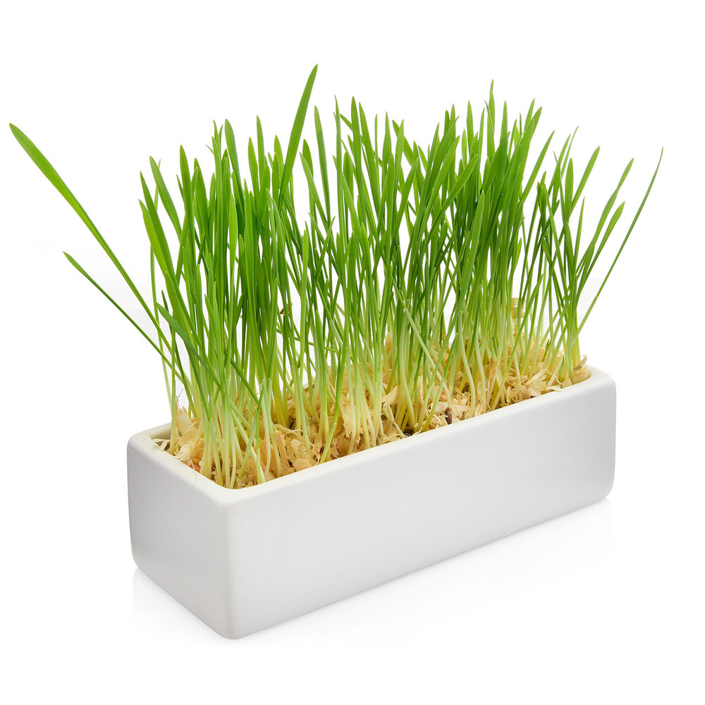 CanadianCat Company Cat Dinner Food Bar zwart