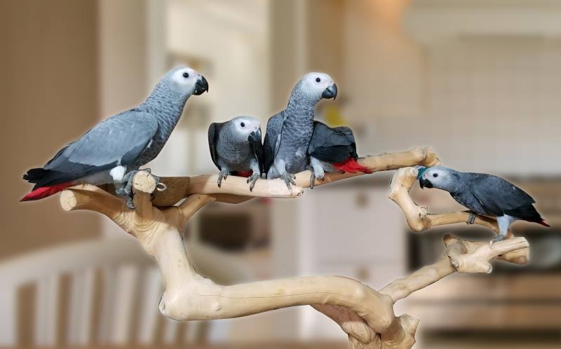 De Voordelen van een Papegaaienboom in je Huis