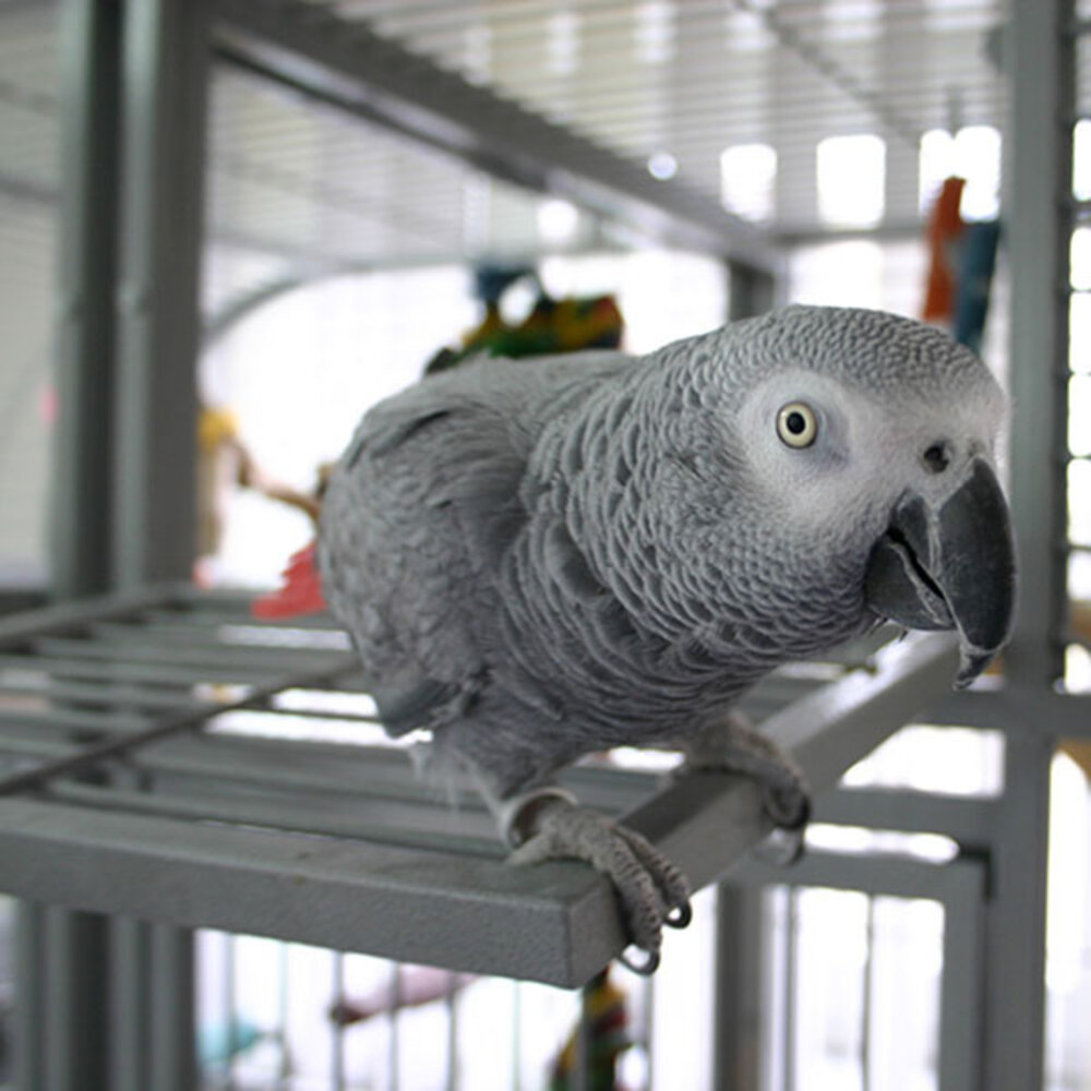 Montana Papegaaienkooi Palace antique