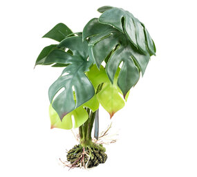 Terra Della Terrarium Kunstplant Monstera groen